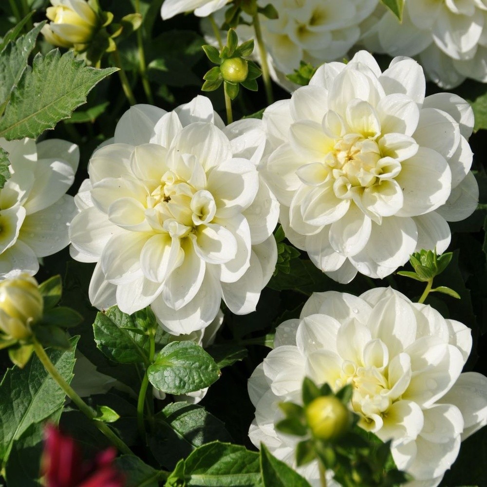 Георгин Кантарино (1 шт)