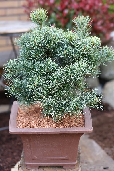 Сосна мелкоцветковая Негиши C3 25-30cm