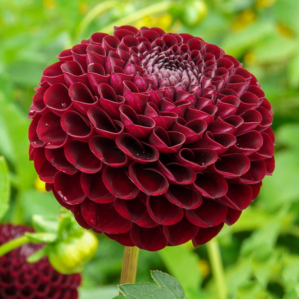 Георгин Натал (1 шт)