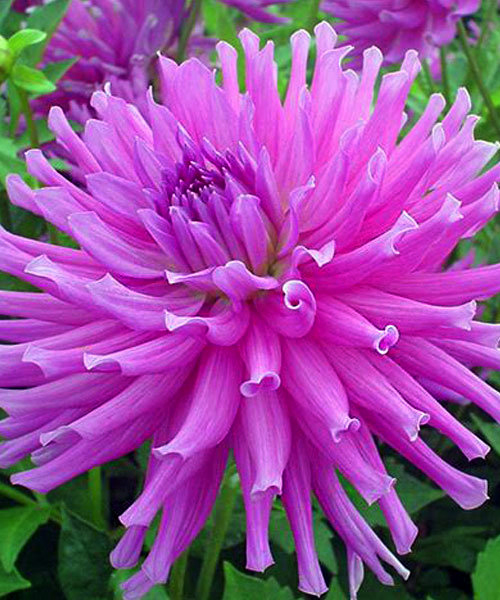 Георгин Империал Пэлас (1 шт)