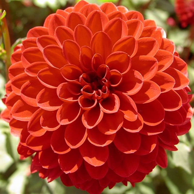 Георгин Глоу (1 шт)