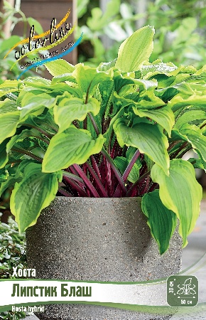 Хоста Липстик Блаш (1 шт)