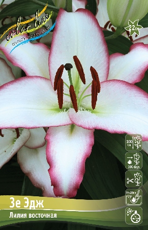 Лилия ЗЕ ЭДЖ 16/18 (3 шт)