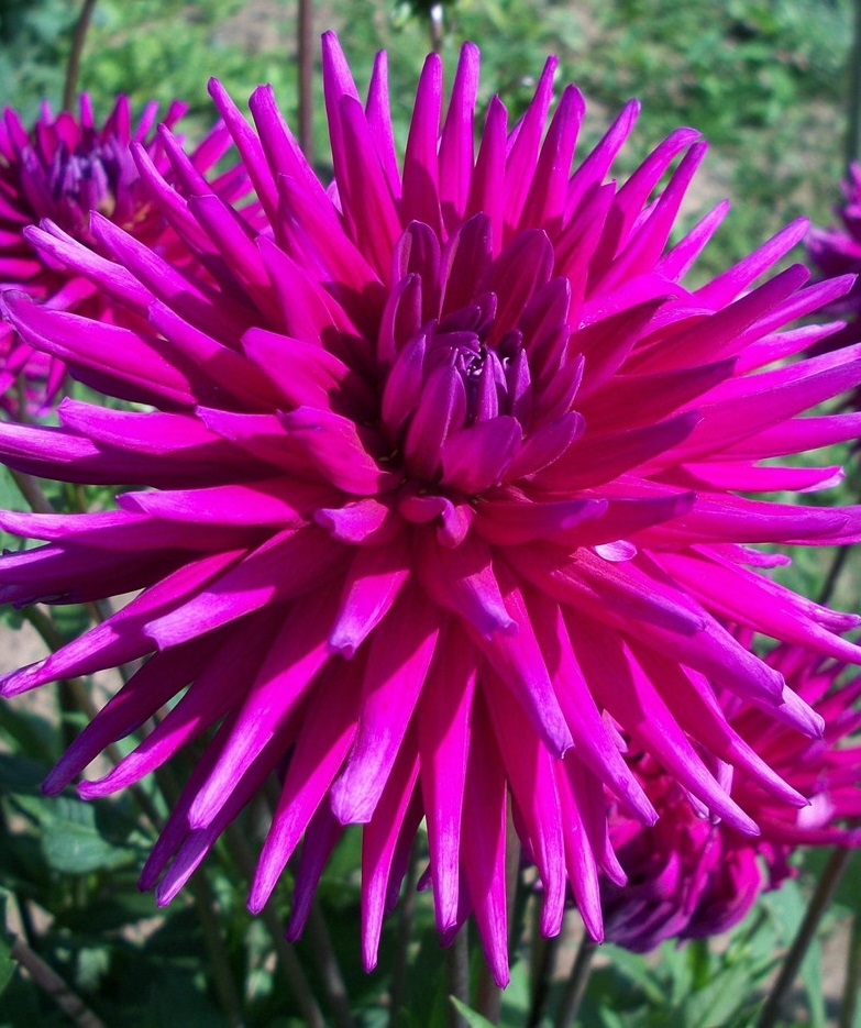 Георгин Пёрпл Джем (1 шт)