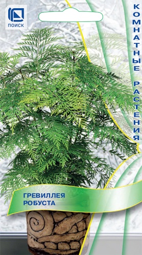 Гревиллея робуста 5шт