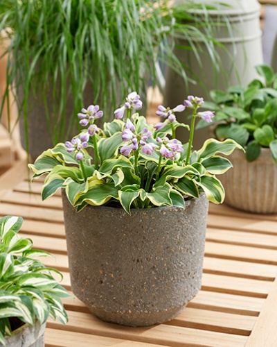 Хоста Мини Скёрт (1 шт)