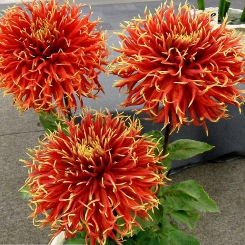 Минивитрина Георгин Шоу Енд Телл (15 шт)