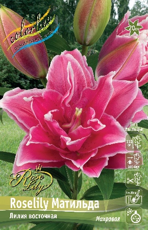 Лилия Roselily Матильда (5 шт)