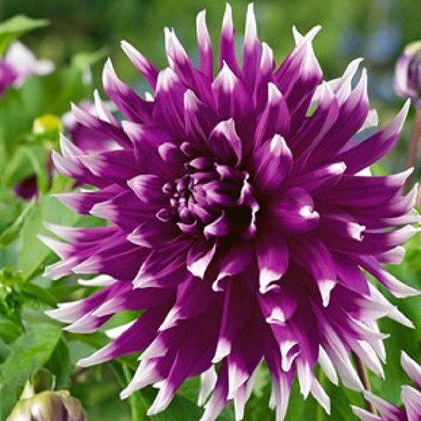 Минивитрина Георгин Инглэндс Глори