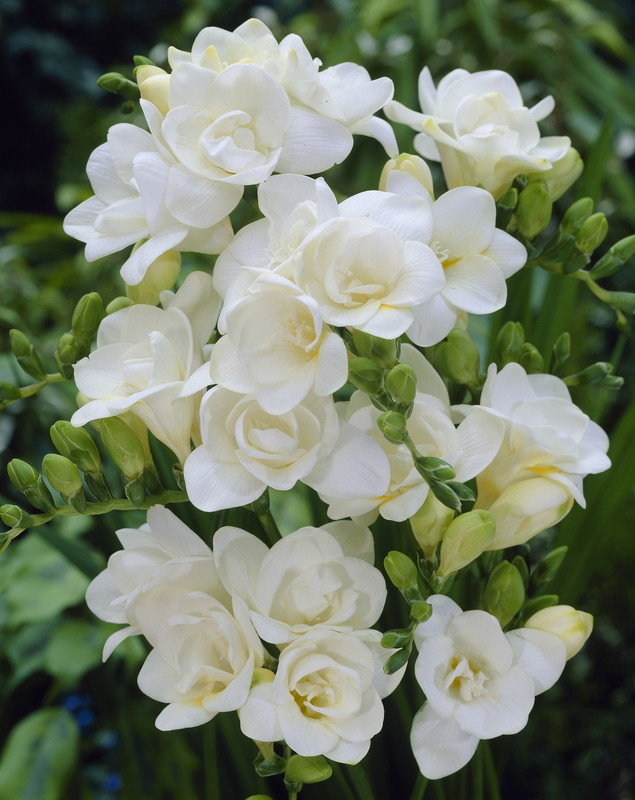 Минивитрина Фрезия Махровая Белая (200 шт)