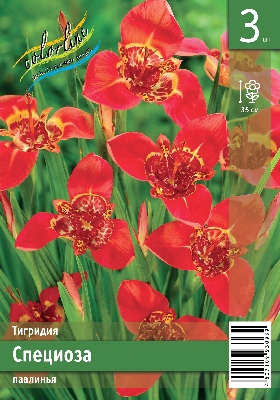 Тигридия ЭКОНОМ-СЕРИЯ СПЕЦИОЗА (3 шт)