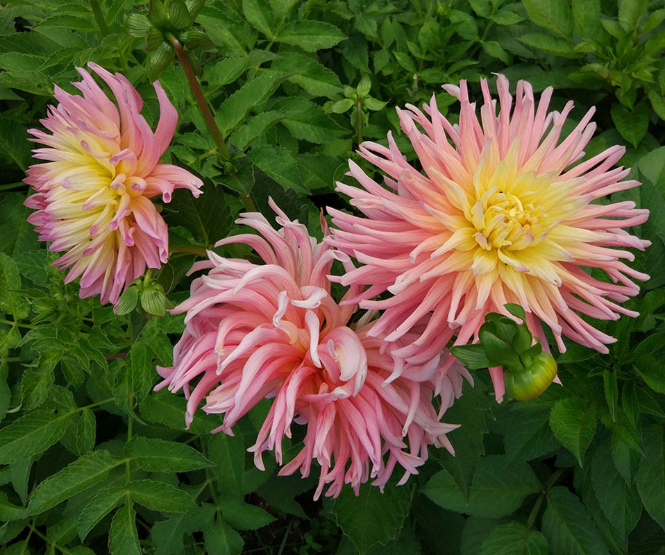 Георгин Шайнин Стар