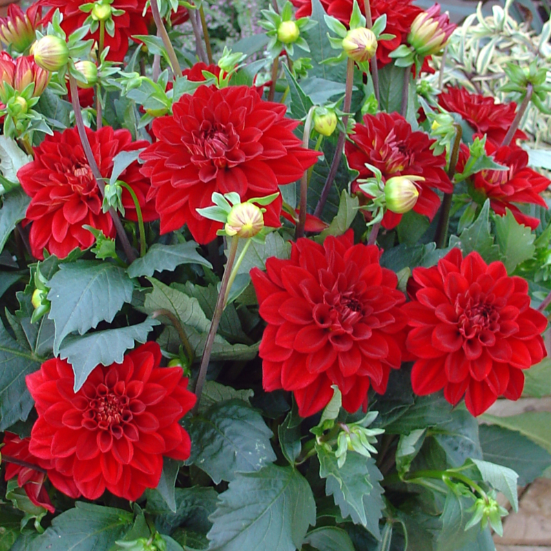 Минивитрина Георгин Элен Хьюстон (15 шт)