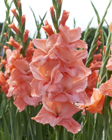 Гладиолус Нью Релиз (8 шт)