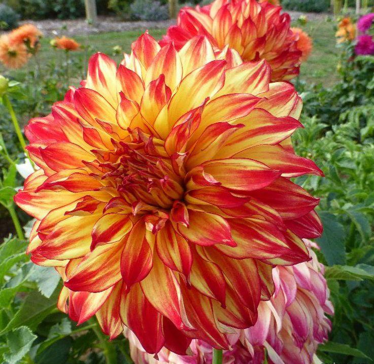 Минивитрина Георгин Леди Дарлин (15 шт)