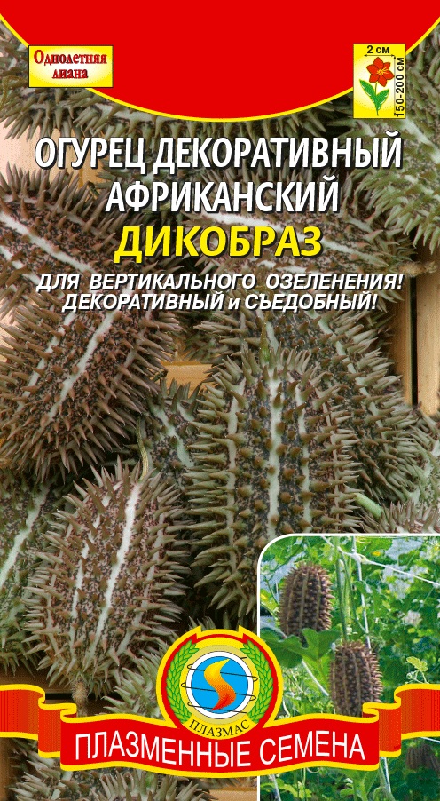 цОгурец Африканский Дикобраз декоративный 8шт.