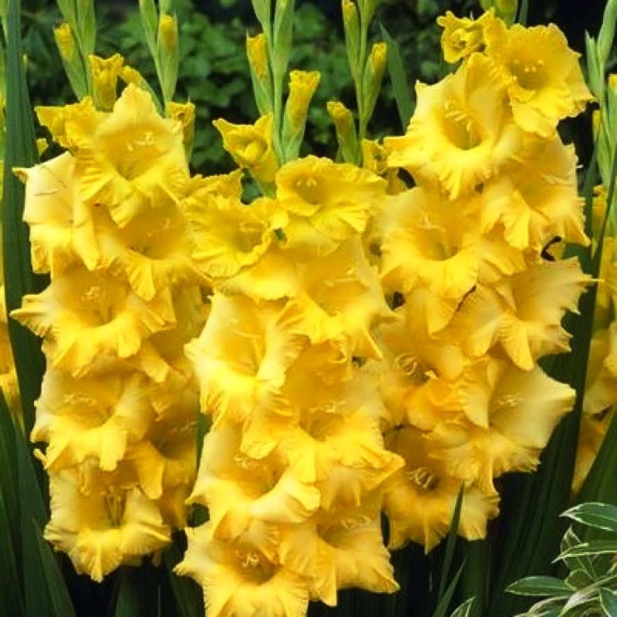 Гладиолус Нова Люкс (8 шт)