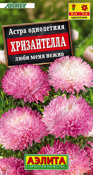 Астра Хризантелла люби меня нежно 15шт