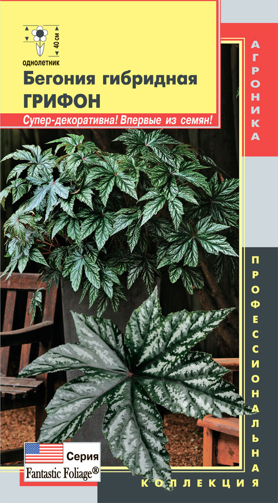 цБегония Грифон