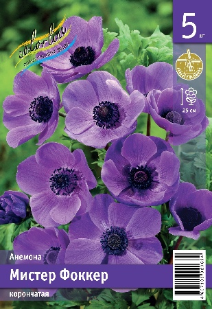 Анемона ЭКОНОМ-СЕРИЯ МИСТЕР ФОККЕР (5 шт)