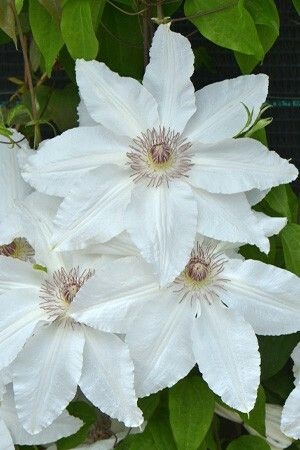 Клематис Фую-Но-Таби C2