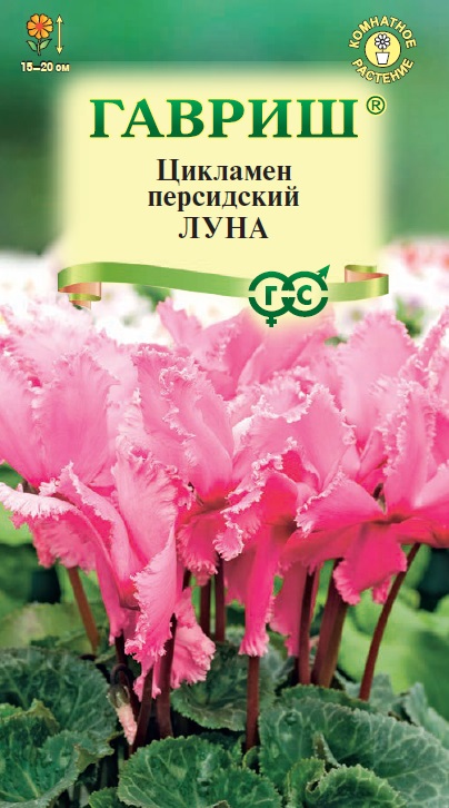 цЦикламен Луна 3 шт