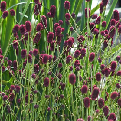 Кровохлебка Танна (1 шт)