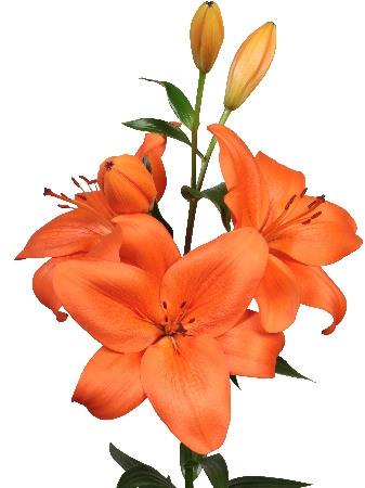 Лилия Датч Пашшн (7 шт)