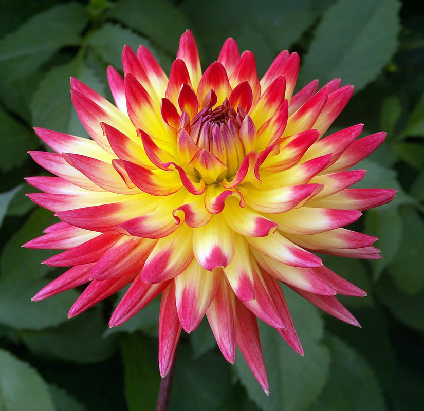 Георгин Бридж Вью Алоха (1 шт)