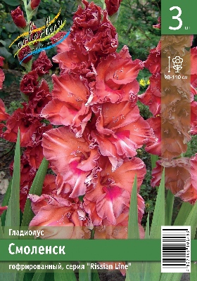 Гладиолус ЭКОНОМ-СЕРИЯ СМОЛЕНСК (3 шт)