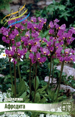 Додекатион Афродита (1 шт)