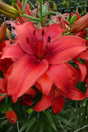 Лилия ЭКОНОМ-СЕРИЯ РЭД ХАЙЛЕНД (2 шт)