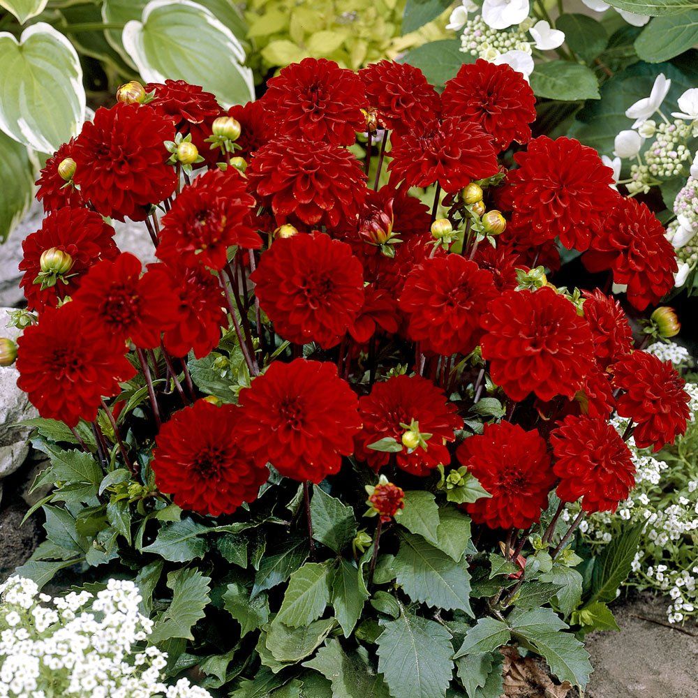 Минивитрина Георгин Гэллери Зингер (15 шт)