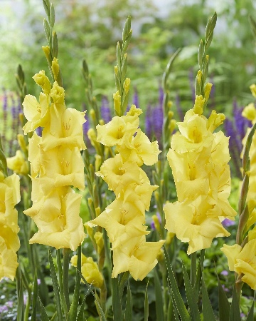 Гладиолус Луна (10 шт)