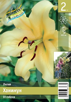 Лилия ЭКОНОМ-СЕРИЯ ХАНИМУН (2 шт)