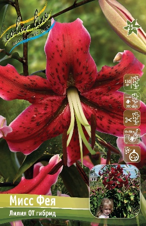 Лилия МИСС ФЕЯ 16/18 (3 шт)