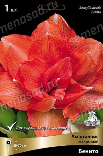 Амариллис Бенито (1 шт)