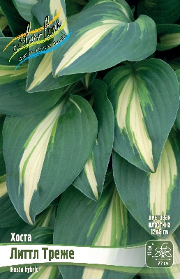 Хоста Литтл Треже (1 шт)