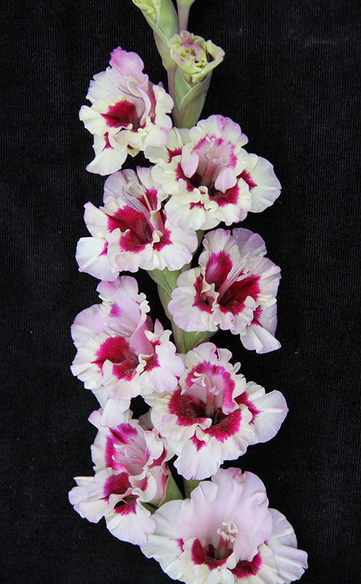 МАКСИ Гладиолус Смутни Аккант (15 шт)