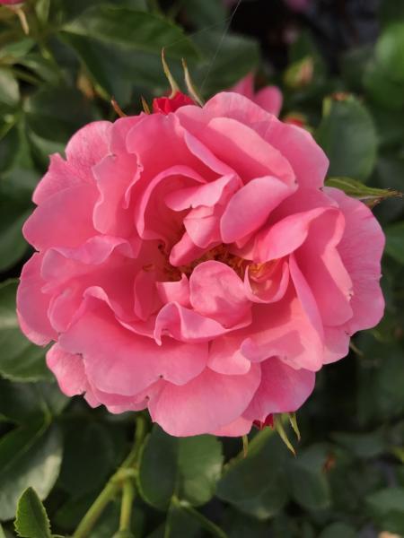 Роза «Какая она драгоценная!» P12