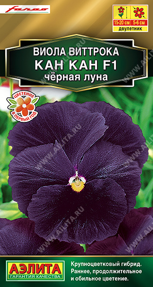 цВиола Кан-кан черная луна 7шт