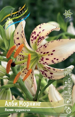 Лилия Алби Морнинг (2 шт)