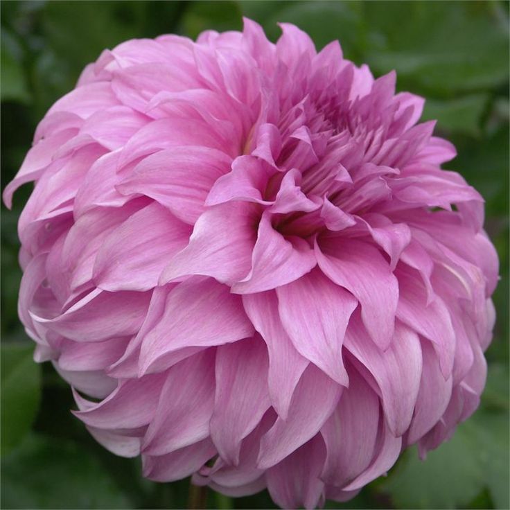 Минивитрина Георгин Вассиа Меггос