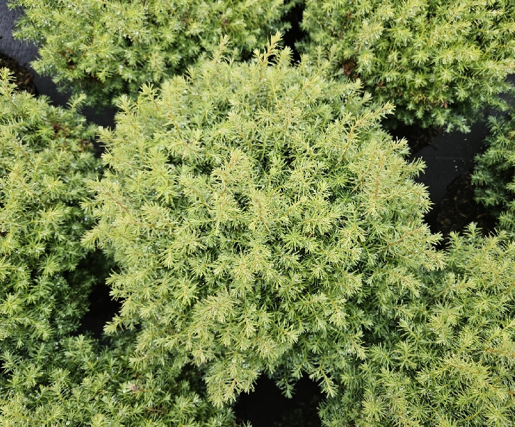 Туя западная Фореве Янг P9