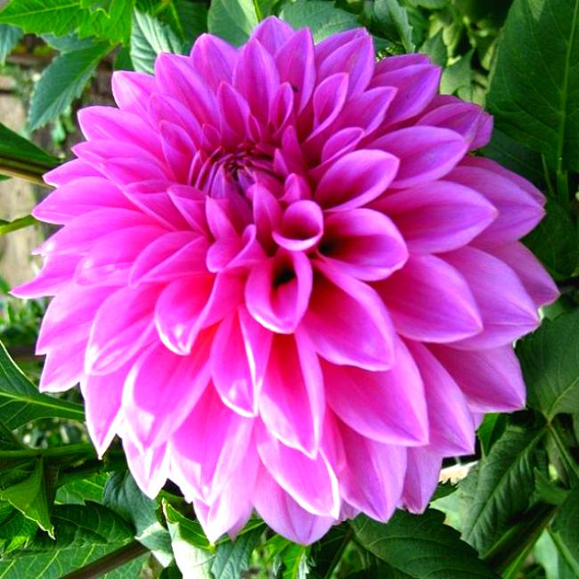 Георгин Артур Хамбли (1 шт)