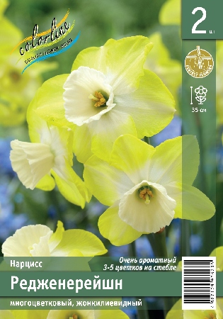 Нарцисс ЭКОНОМ-СЕРИЯ РЕДЖЕНЕРЕЙШН (2 шт)