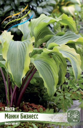 Хоста Манки Бизнесс (1 шт)