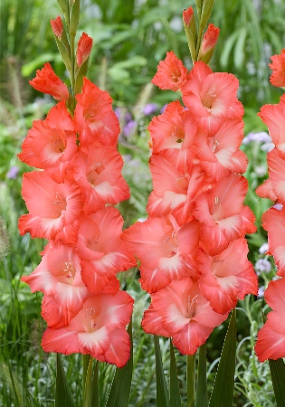 Гладиолус Ин Стайл (10 шт)