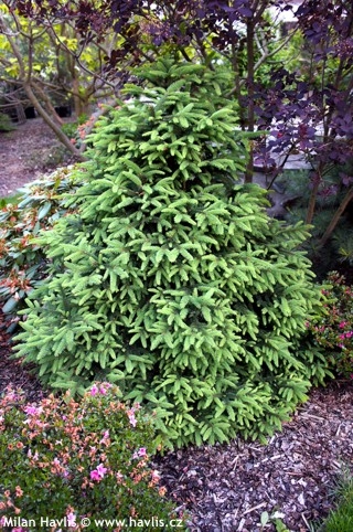 Ель восточная Грациллис C1.5