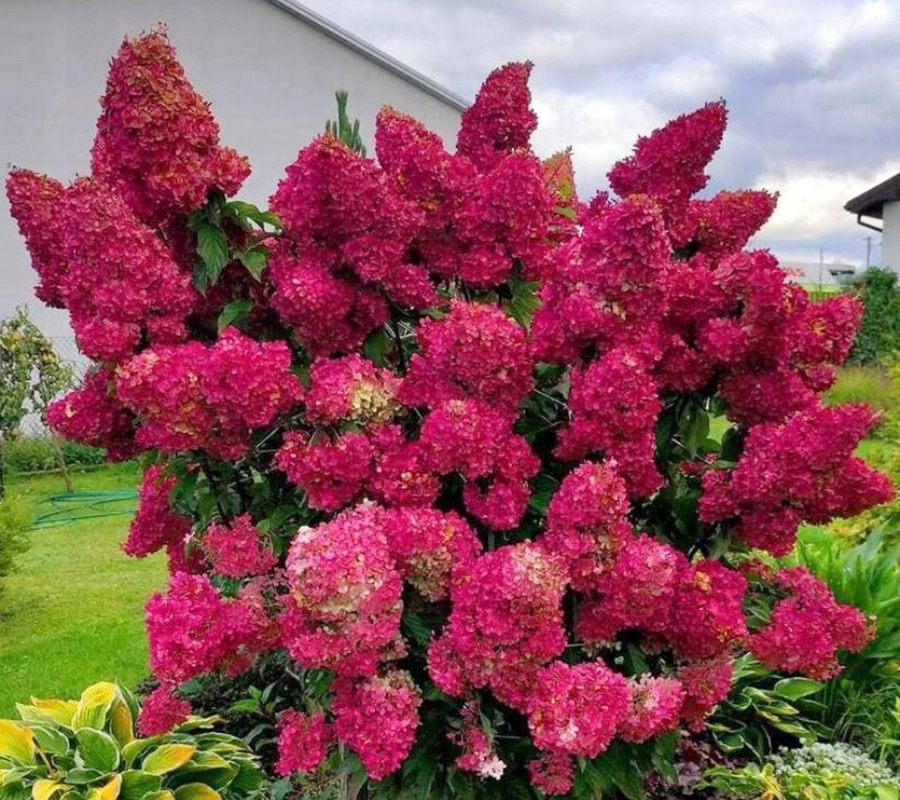 Гортензия Даймонд Руж (коробка) 20шт